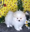 Puppies for sale Lithuania, Akmene , Pomeranian 