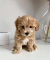 Puppies for sale Ireland, Tyrone Toy-poodle