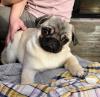 Puppies for sale Ireland, Londonderry Pug