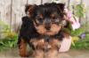 Puppies for sale Lithuania, Jonishkis Yorkshire Terrier