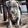 Puppies for sale Slovenia, Zagreb American Pit-Bull Terrier