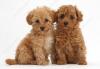 Puppies for sale Denmark, Aalborg Toy-poodle
