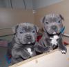 Puppies for sale Greece, Larissa American Staffordshire Terrier