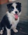 Puppies for sale Ireland, louth Border Collie