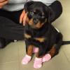 Puppies for sale Ireland, Meath Rottweiler