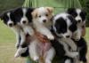 Puppies for sale Greece, Thessaloniki Border Collie