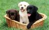 Puppies for sale Greece, Heraklion Labrador Retriever