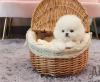 Puppies for sale Estonia, Sillamyae Pomeranian Spitz