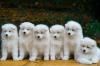 Puppies for sale Bulgaria, Sofia Samoyed dog (Samoyed)