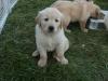 Puppies for sale Spain, Figeyras Golden Retriever