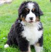 Puppies for sale Ireland, DONABTE Bernese Mountain Dog