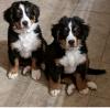 Puppies for sale Germany, Frankfurt an der Oder , bernesemountain