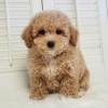 Puppies for sale Italy, Rapallo Toy-poodle