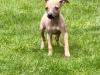 Puppies for sale Ireland, Dublin Italian Greyhound