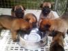 Puppies for sale Greece, Thessaloniki Other breed, Belgian Malinois