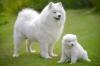 Puppies for sale Ireland, Cork Samoyed dog (Samoyed)