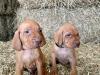 Puppies for sale Netherlands, Maastricht Hungarian pointer, vizsla