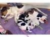 Puppies for sale Netherlands, Eindhoven Jack Russell Terrier