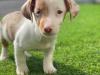 Puppies for sale Netherlands, Bergen aan Zee Jack Russell Terrier