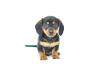 Puppies for sale Lithuania, Rokiskis Dachshund