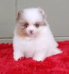 Puppies for sale Austria, Linz , Pomeranian 