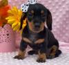 Puppies for sale Belarus, Maladzyechna , Dachsund Puppies
