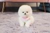 Puppies for sale Sweden, Leksand Pomeranian Spitz