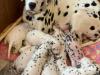Puppies for sale Netherlands, Eindhoven Dalmatian