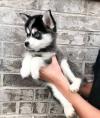Puppies for sale Romania, Golden , Pomsky Puppies