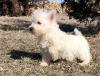 Puppies for sale Belarus, Grodno West Highland White Terrier