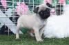 Puppies for sale Estonia, Tartu Pug