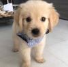 Puppies for sale Romania, Alexandria Golden Retriever