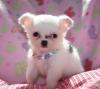 Puppies for sale Ireland, Dublin , Dog breeders, chihuahua Puppies Available