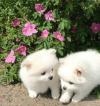 Puppies for sale Germany, Braunschweig Pomeranian Spitz