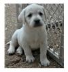 Puppies for sale Spain, Burgos , Labrador Puppies