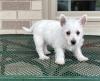 Puppies for sale Ireland, Dublin West Highland White Terrier