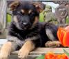 Puppies for sale Kyrgyzstan, Bishkek German Shepherd Dog