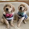 Puppies for sale Sweden, Malmo Golden Retriever