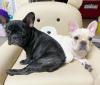 Puppies for sale Sweden, Lulea French Bulldog