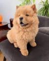 Puppies for sale Slovakia, Luhacovice Chow Chow