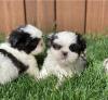 Puppies for sale Italy, Pescara Shih Tzu