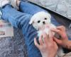 Puppies for sale Lithuania, Druskininkai Maltese