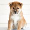 Puppies for sale Czech Republic, Luhacovice , shibainu