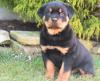 Puppies for sale Slovakia, Nitra Rottweiler