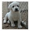 Puppies for sale Malta, Valletta , Labrador Puppies