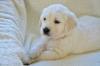 Puppies for sale Spain, Badalona Golden Retriever