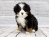 Puppies for sale Romania, Constanta , Bernese Mountain Puppies 