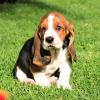 Puppies for sale Slovenia, Lukovar Basset Hound