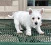 Puppies for sale Italy, Rapallo West Highland White Terrier