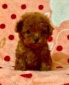 Puppies for sale Lithuania, Skuodas , Poodle Puppies